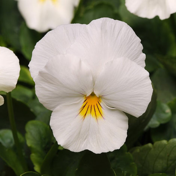 Giant White Pansy Flower Seeds – Heirloom, Non-GMO, High Germination Seeds