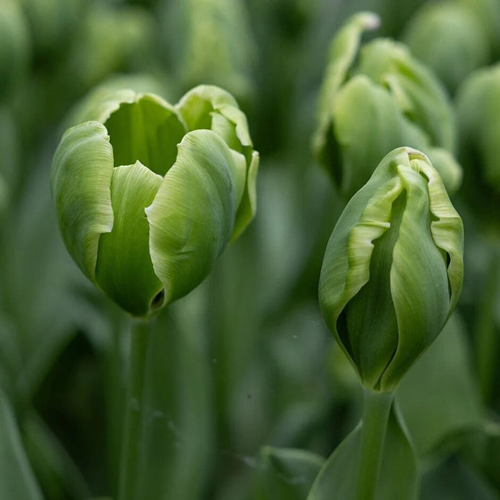 Green Tulip Flower Seeds – Heirloom, Non-GMO, High Germination Seeds