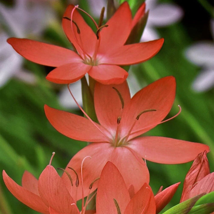 Orange Hesperantha Flower Seeds – Heirloom, Non-GMO, High Germination Seeds