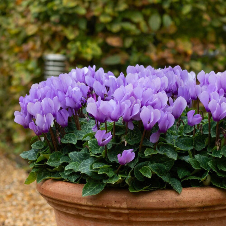 Purple Cyclamen Flower Seeds for Planting Heirloom Non-GMO High Germination Organic Garden Seeds