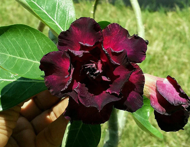 Maroon Adenium Obesum Flower Seeds for Planting – Heirloom Non-GMO Seeds