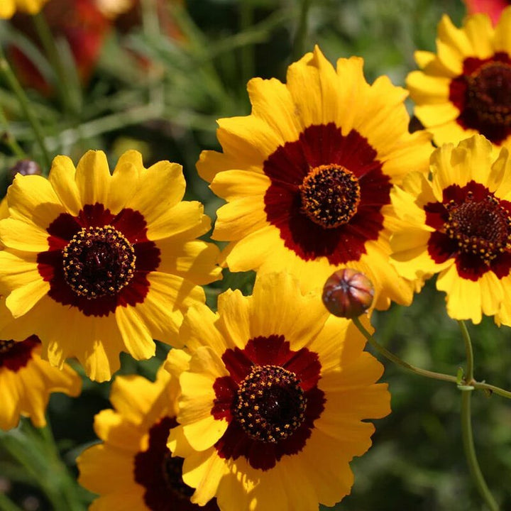 Maroon Yellow Daisy Flower Seeds – Heirloom, Non-GMO, High Germination Organic Seeds