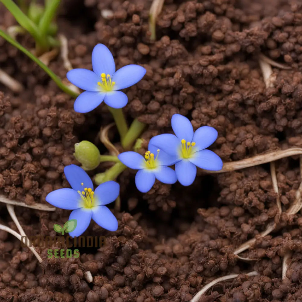 houstonia houstonia flower seeds
