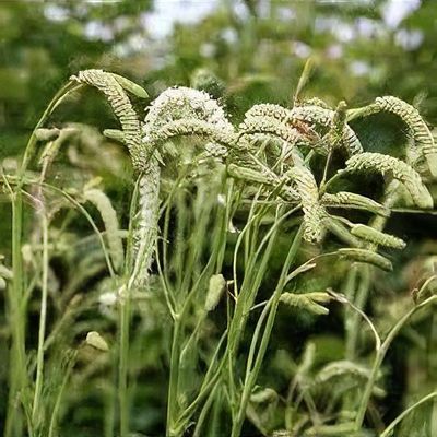 Yellow Organic Sanguisorba Flower Seeds – Heirloom, Non-GMO, High Germination Seeds