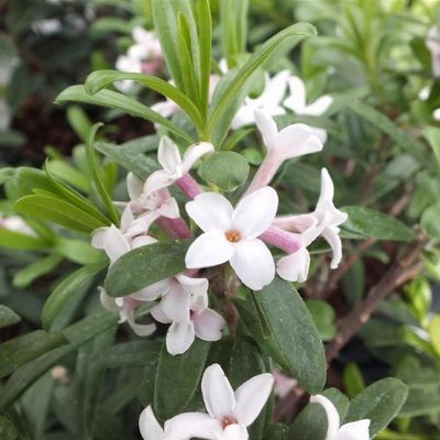 Daphne Pontica Flower Seeds White – Heirloom, Non-GMO, High Germination Seeds