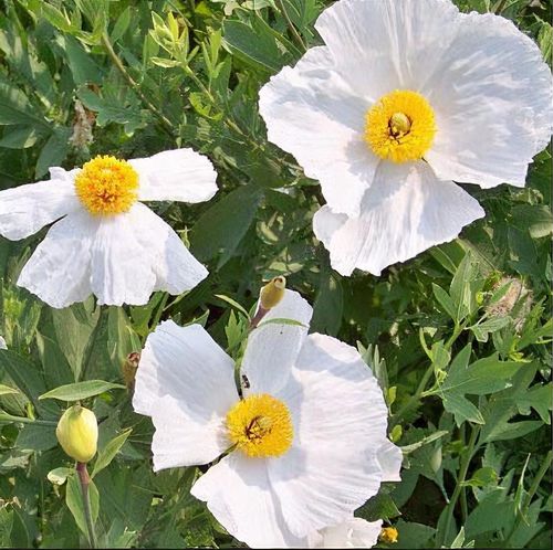 Coulteri-Blumensamen Weiß zum Pflanzen – Alte Sorte Gentechnikfrei Hohe Keimfähigkeit Samen
