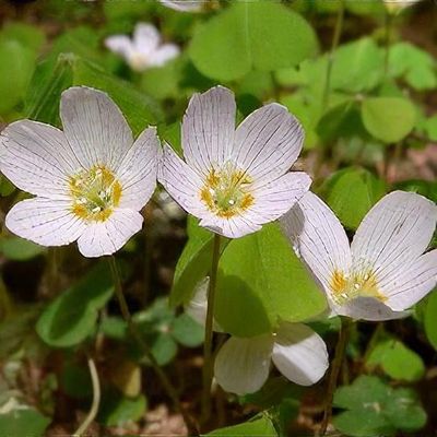 Acetosella Flower Seeds White for Planting – Heirloom Non-GMO High Germination Organic Garden Seeds