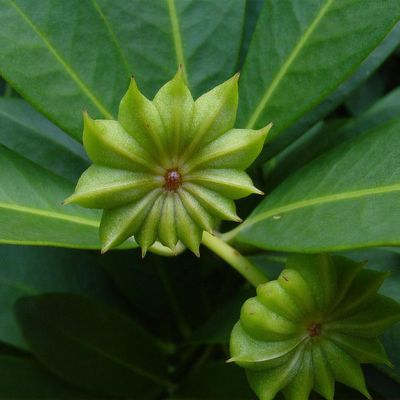 Green Illicium Flower Seeds – Heirloom, Non-GMO, High Germination Seeds