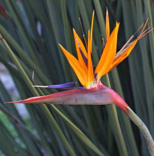 Strelitzia Juncea Bird of Paradise flower seeds for planting heirloom non-GMO garden seeds to grow at home naturally