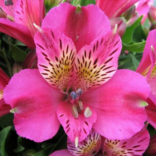 Pink Alstroemeria Flower Seeds for Planting – Heirloom Non-GMO High Germination Organic Garden Seeds