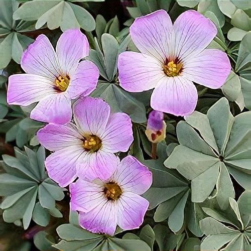 Oxalis Laciniata Flower Seeds – Heirloom, Non-GMO, High Germination Seeds