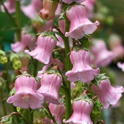 Azorina Flower Seeds Pink for Planting – Heirloom Non-GMO High Germination Organic Seeds