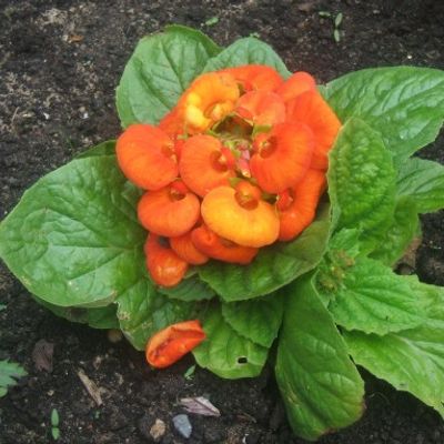 Orange Calceolaria Flower Seeds – Heirloom, Non-GMO, High Germination Seeds