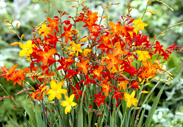 Mixed Crocosmia Flower Seeds – Heirloom Non-GMO High Germination Seeds