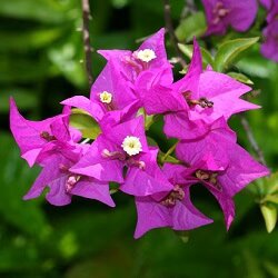 Pink Bougainvillea Flower Seeds Perennial – Heirloom, Non-GMO, High Germination Organic Garden Seeds for Planting Seeds for Planting