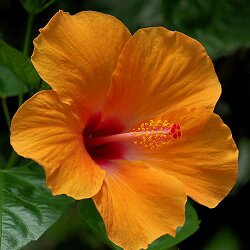 Orange Hibiscus Flower Seeds – Heirloom, Non-GMO, High Germination Seeds