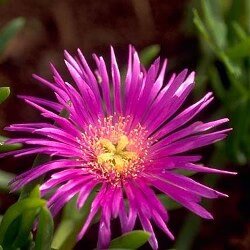 Pink Lampranthus Flowers Seeds – Heirloom, Non-GMO, High Germination Seeds