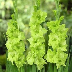Gladiolus Flower Seedspcs Green – Heirloom, Non-GMO, High Germination Organic Garden Seeds for Planting