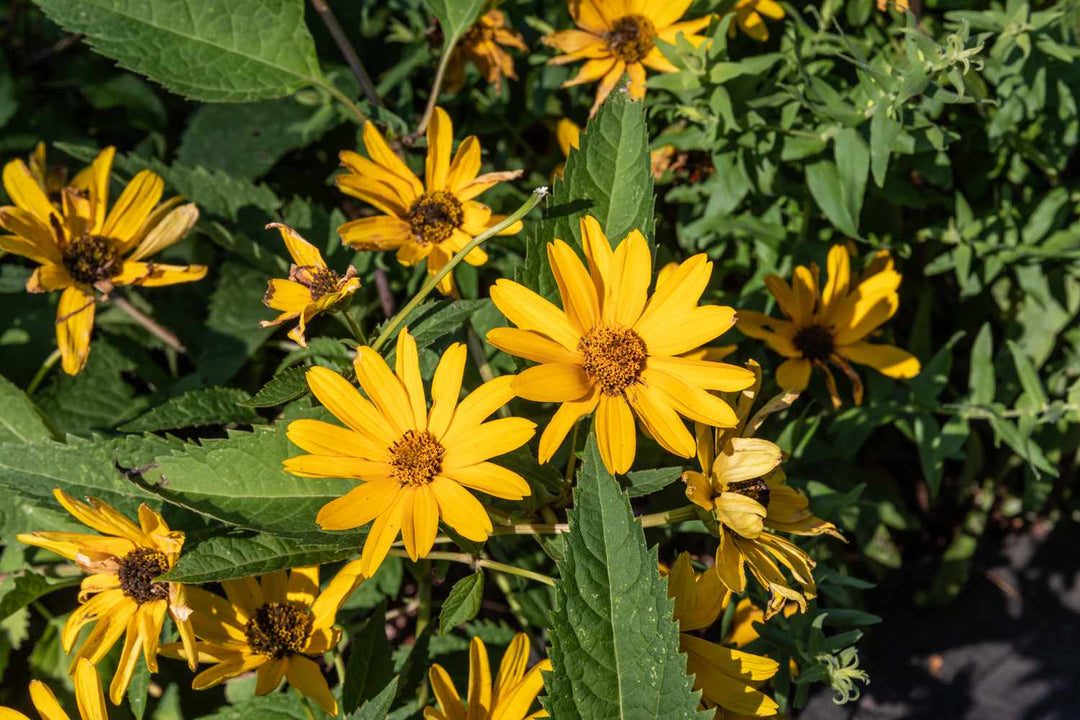 Giant Daisy Flower Seeds Yellow For Gardening – Heirloom, Non-GMO Seeds