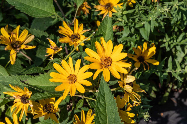 Giant Daisy Flower Seeds Yellow For Gardening – Heirloom, Non-GMO Seeds
