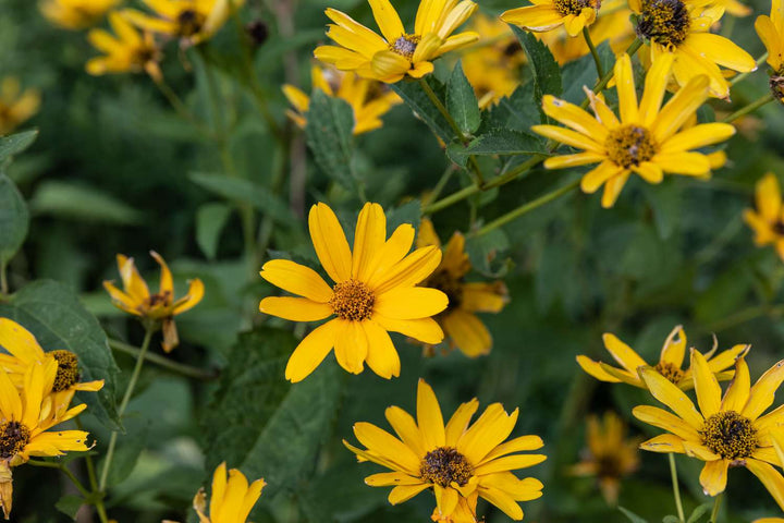 Giant Daisy Flower Seeds Yellow For Gardening – Heirloom, Non-GMO Seeds