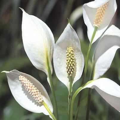 White Spathiphyllum Flower Seeds for Planting – Heirloom, Non-GMO, High Germination