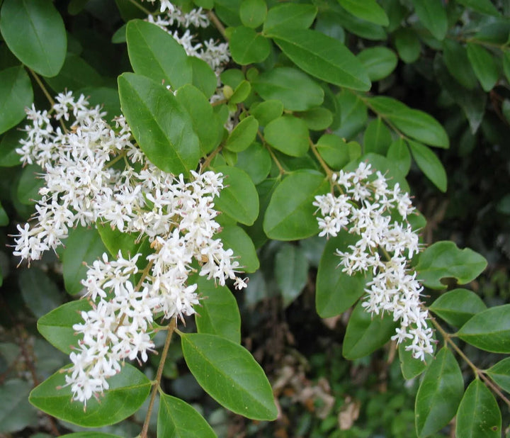 Ligustrum Flower Seeds – Heirloom, Non-GMO, High Germination Seeds for Planting