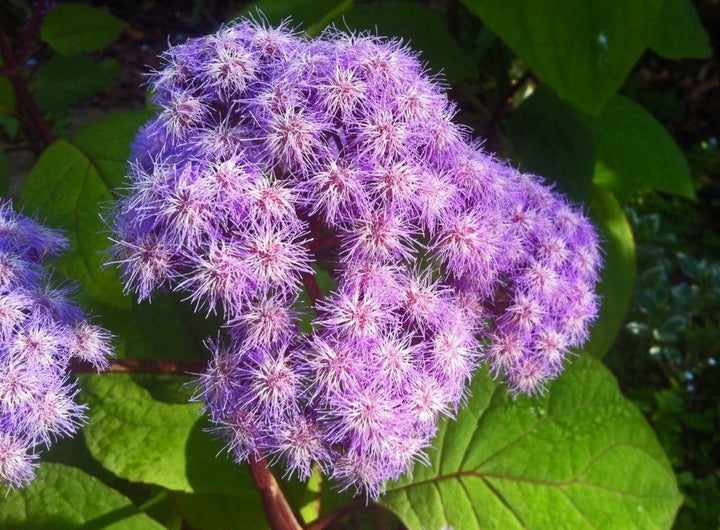 Purple Eupatorium Flower Seeds for Planting – Heirloom, Non-GMO, High Germination