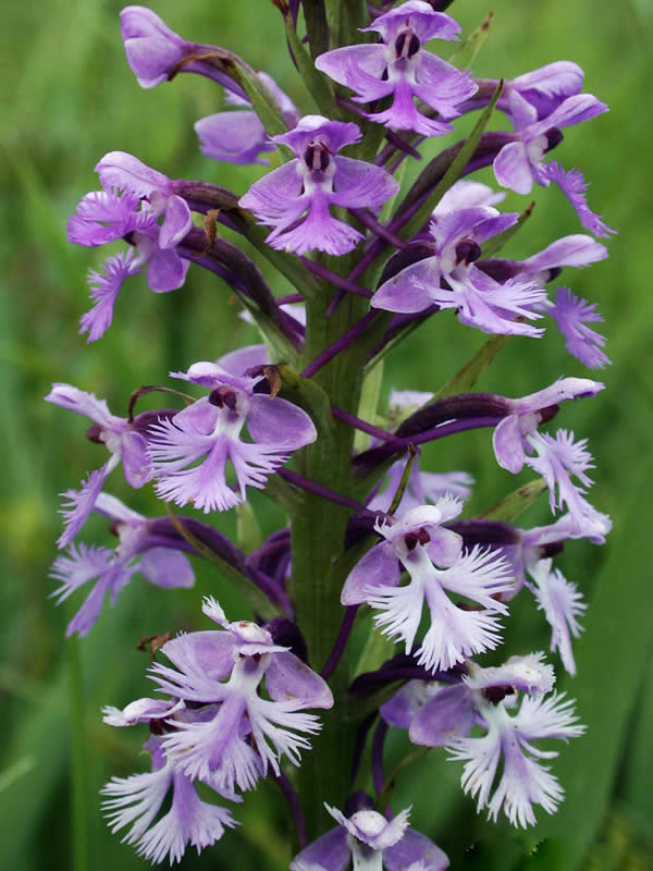 Lavender Platanthera Flower Seeds – Heirloom, Non-GMO, High Germination Seeds
