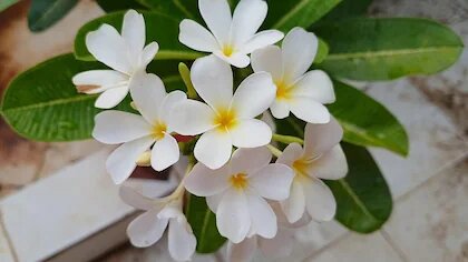 Giant Plumeria Flower Seeds White – Heirloom Non-GMO High Germination Seeds