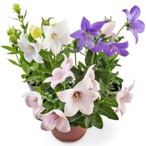 platycodonpopstarpinkandblueballoonflowerimportedheirloomnongmohighgerminationorganicgarden flower seeds