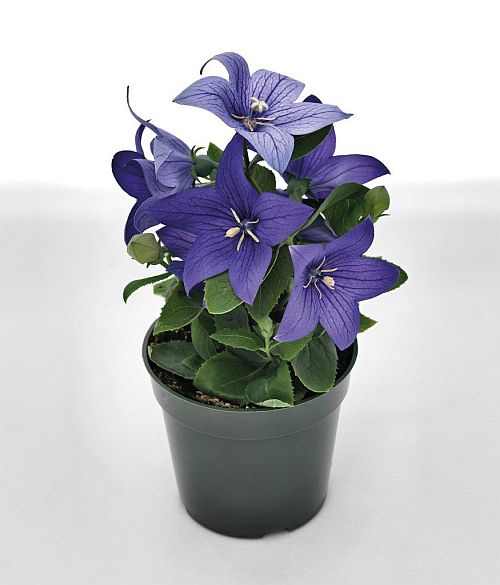 blue platycodon flower seeds