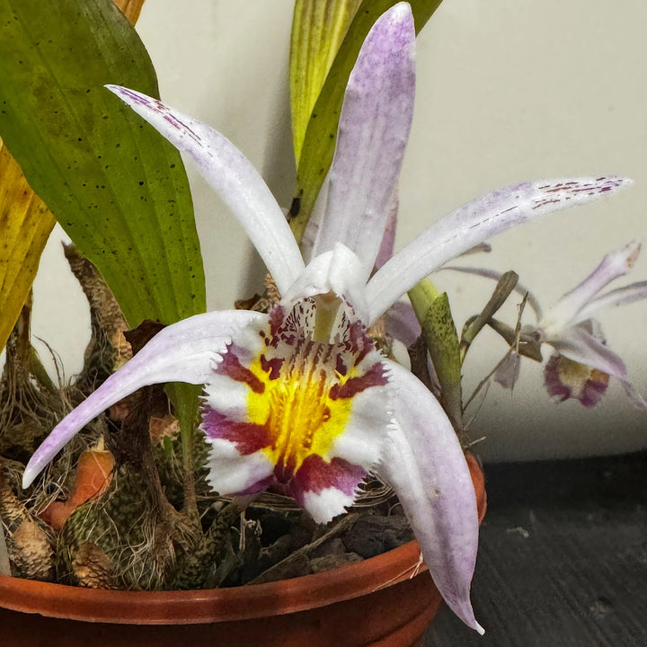 White Pleione Orchid Flower Seeds Heirloom Non-GMO High Germination Organic Garden Seeds for Planting