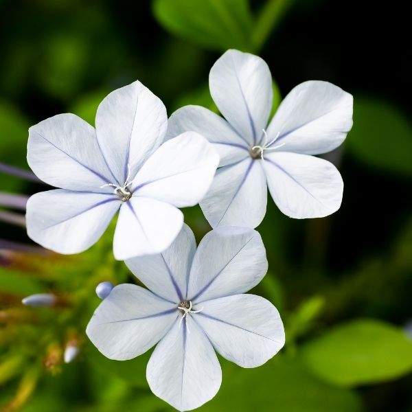 White Plumbago Capensis Flower Seeds Heirloom Non-GMO High Germination Organic Garden Seeds for Planting