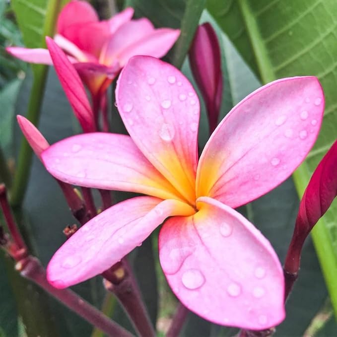 plumeria plumeria flower seeds