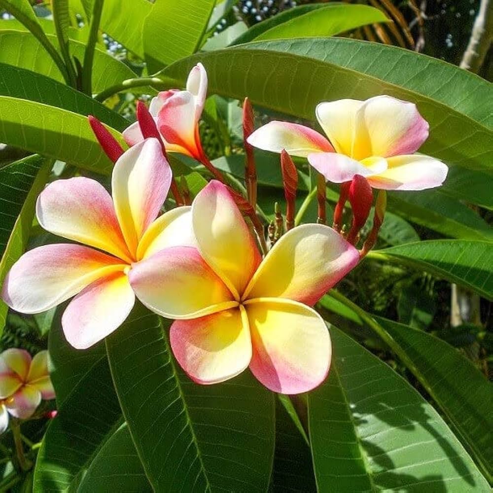 Mixed Plumeria Frangipani Tree Seeds for Planting