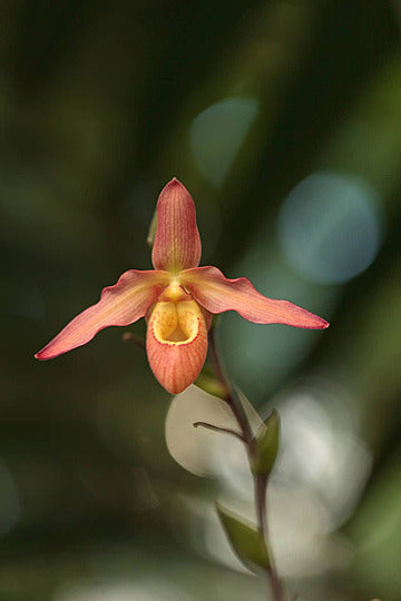 Orange Cypripedium Flower Seeds – Heirloom Non-GMO High Germination Seeds