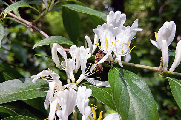 Honeysuckle Flower Seeds White – Heirloom, Non-GMO, High Germination Seeds