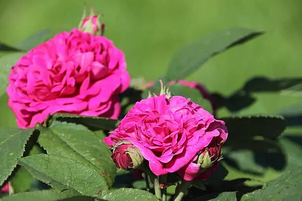 Dark Pink Damask Rose Flower Seeds – Heirloom, Non-GMO, High Germination