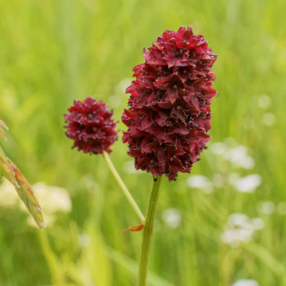 Red Sanguisorba herb seeds