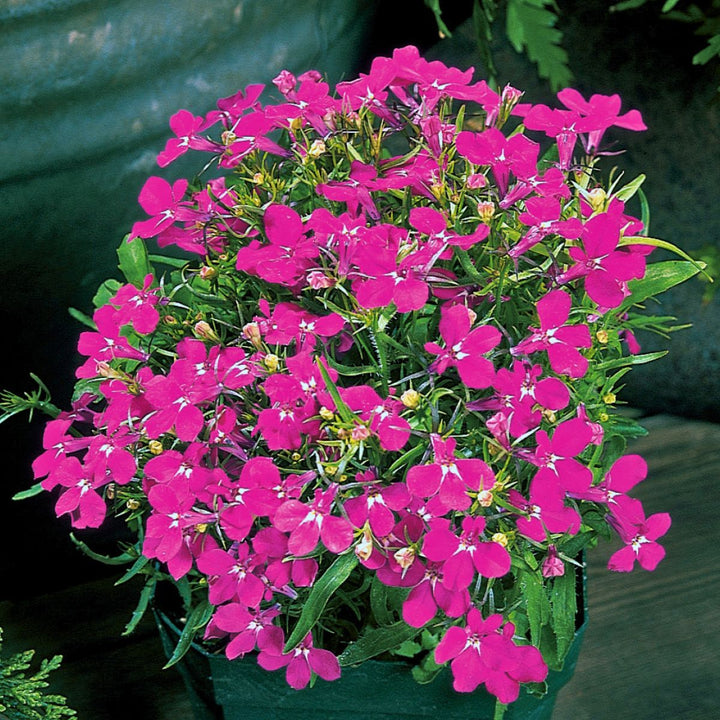 Lobelia Regatta Pink Flower Seeds Heirloom Non-GMO High Germination Organic Garden Seeds for Planting