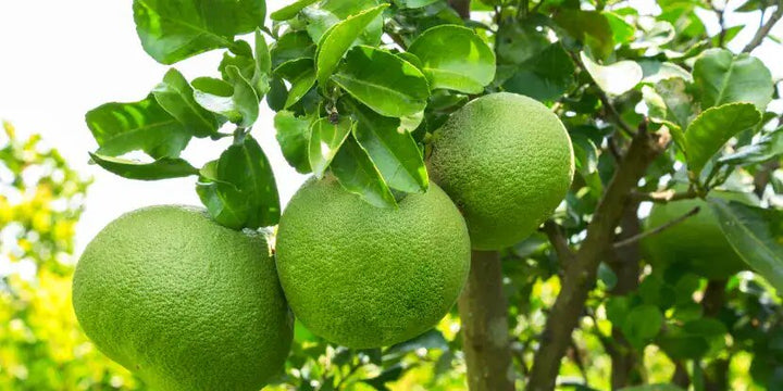 Pomelo Green Seeds for Planting – Heirloom Non-GMO High Germination Organic Garden Seeds