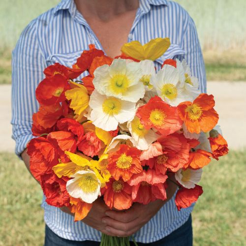 poppy champagne flower seeds