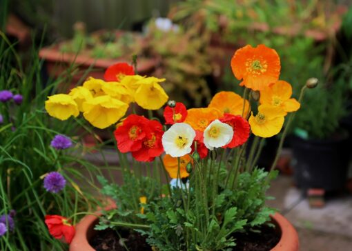 poppy garden flower seeds
