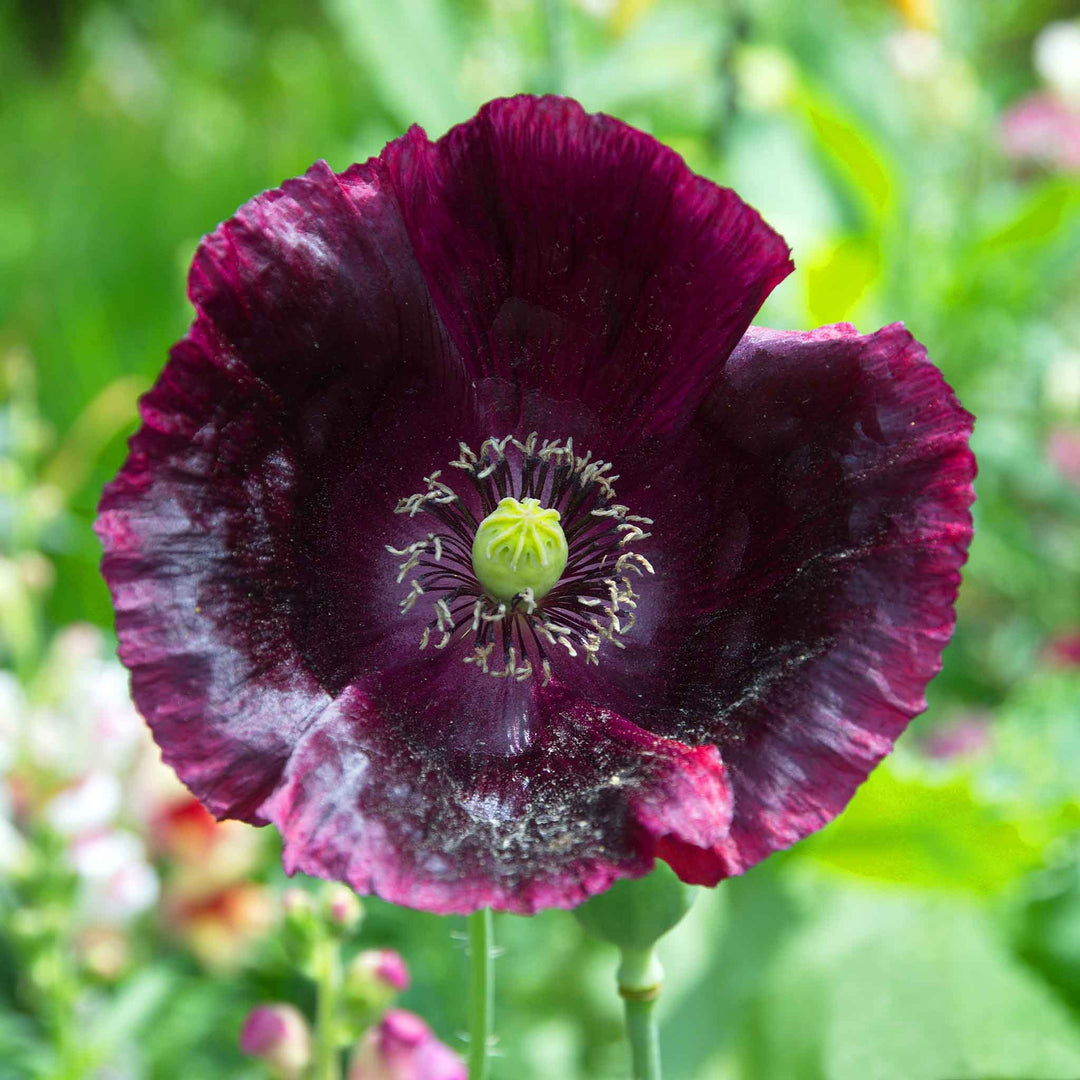 lauren s flower seeds