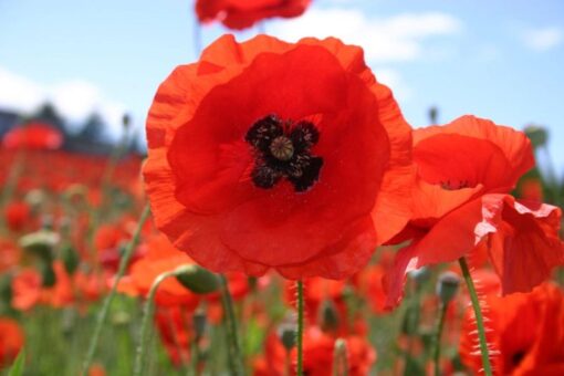 red poppy flower seeds