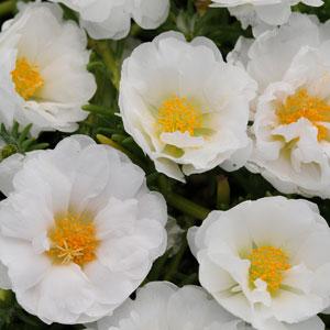 portulacacoconutimportedheirloomnongmohighgerminationorganicgarden flower seeds