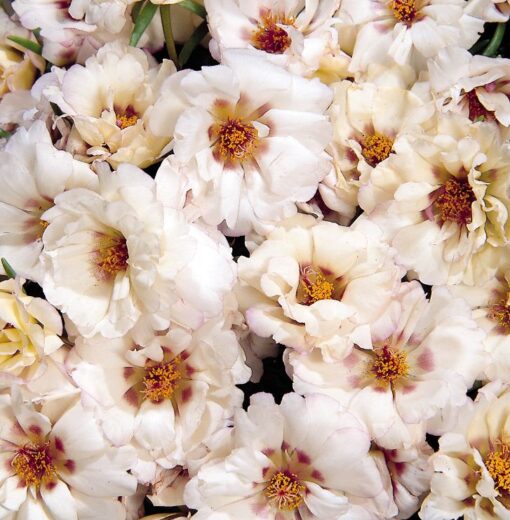 portulacacreamimportedheirloomnongmohighgerminationorganicgarden flower seeds