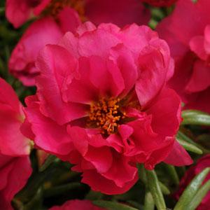 portulacafuchsiaimportedheirloomnongmohighgerminationorganicgarden flower seeds