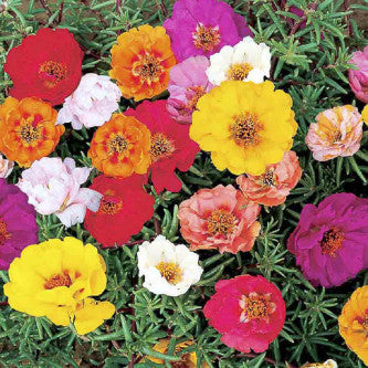 portulacagrandifloraopopenpollinatedheirloomnongmohighgerminationorganicgarden flower seeds